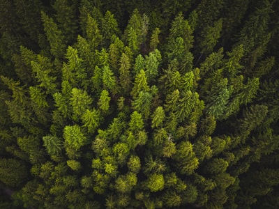 绿色树木的高角度摄影